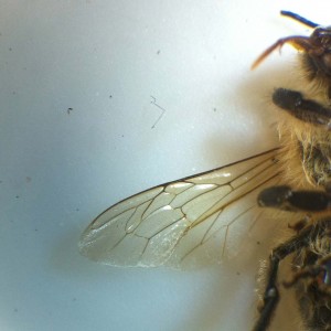 Bee under a microscope Bee under a microscope